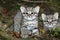 Geoffroy`s Cat, oncifelis geoffroyi, Kittens