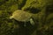 Geoffroy`s side-necked turtle Phrynops geoffroanus.