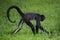 Geoffroy\'s spider monkey (Ateles geoffroyi)