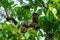 Geoffroy& x27;s spider monkey & x28;Ateles geoffroyi& x29; with baby in Costa Rica