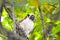 Geoffroy`s tamarin Saguinus geoffroyi