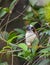 Geoffroy`s tamarin Saguinus geoffroyi small monkey in Panama rain forest. AKA the Panamanian, red-crested or rufous-naped tam