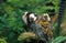 Geoffroy`s Tufted Ear Marmoset, callithrix geoffroyi, Female carrying baby on its back