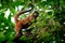 Geoffroys spider monkey - Ateles geoffroi also black-handed spider monkey or the Central American spider monkey, a type of New