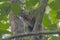 Geoffroys spider monkey in a Rain Forest Tree