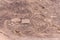 Geoglifos de Pintados  Iquique Chile