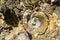 Geologic Rocks texture with snail shell