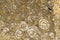 Geologic Rocks texture with snail shell