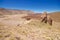 Geological formations, famous volcanic landscape in Teide National Park, Tenerife, Canary islands, Spain.