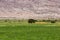 Geological rock formation, meadow and three, Argentina