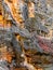 Geological textures and flora in late autumn in Zion Canyon