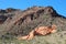 Geology of Pinto Valley in Lake Mead Recreational Area, Nevada