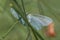 Geometer moth - side view