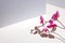 Geometric composition with pink orchid on a white background. Angles, shadows and perspective in the frame