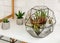 Geometric florarium with succulent plants and small cacti in pots