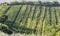 The geometric lines of a vineyard in the famous area of Chianti classico, Tuscany, Italy, just before the harvest