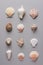 Geometric pattern from rows of sea shells of different shapes and colors on gray stone background. Elegant minimalist style