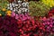 Geometric planting of ornamental plants Coleus, begonia. Natural floral background, even rows of colorful plants decorating the