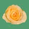Geometric polygonal orange rose, isolated polygon vector flower