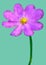 Geometric purple Cosmos flower