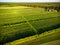 Geometric shapes of agricultural parcels of blueberry fields in green color. Aerial view of farmlands in Lithuania