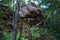 Geometric stone rocks covered with green moss in light of sun with shadows among trees forest. Cliff in nature park of Krasnoyarsk