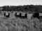 Geometrical World War II anti tank blocks in dunes, Aberlady Nature Reserve