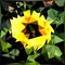 Geometrical Yellow Flower Leaves Abstract