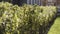 Geometrically trimmed shrubs in a decorative garden of a city park on a sunny day. Action. Close up of natural green