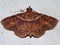 Geometridae (geometer moth) indeterminate species