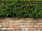 geometry stone wall background seamless. Eukien tea, a small shrub