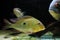 Geophagus Dicrozoster Eartheater Cichlid