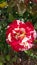 George Burns broken color peppermint striped Floribunda Rose