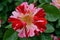 George Burns floribunda rose multicolored pink, rose-pink, red, white horizontal