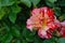 George Burns floribunda rose multicolored pink, rose-pink, red, white room for text on left