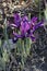 George mini iris flowers