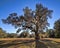 The George Washington Oak At Beautiful Hampton Plantation