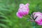 Georgeous peony in a full bloom.Summer blossoming delicate peony buds, blooming peonies flowers, pastel and soft floral card,