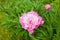 Georgeous pink peony in bloom