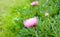 Georgeous pink peony in bloom