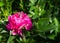 Georgeous pink peony in a full bloom. CLose up.