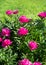 Georgeous pink peony in a full bloom. CLose up.