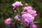 Georgeous pink peony in a spring garden