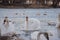 Georgeous white elegant swans bird on a foggy winter Lake.