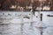 Georgeous white elegant swans bird on a foggy winter Lake.