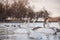 Georgeous white elegant swans bird on a foggy winter Lake.