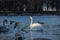 Georgeous white elegant swans bird on a foggy winter Lake.