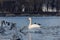 Georgeous white elegant swans bird on a foggy winter Lake.