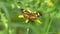 Georgia, Belton Bridge Park, A zoom in on a Monarch butterfly on a blackeyed susan flower