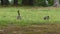 Georgia, Buford Dam Park, A family of Canada geese with a gosling eating flower buds and grass